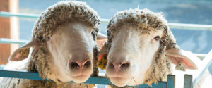 THE DUTCHESS COUNTY SHEEP & WOOL GROWERS WELCOME YOU TO THE NEW YORK STATE SHEEP AND WOOL FESTIVAL